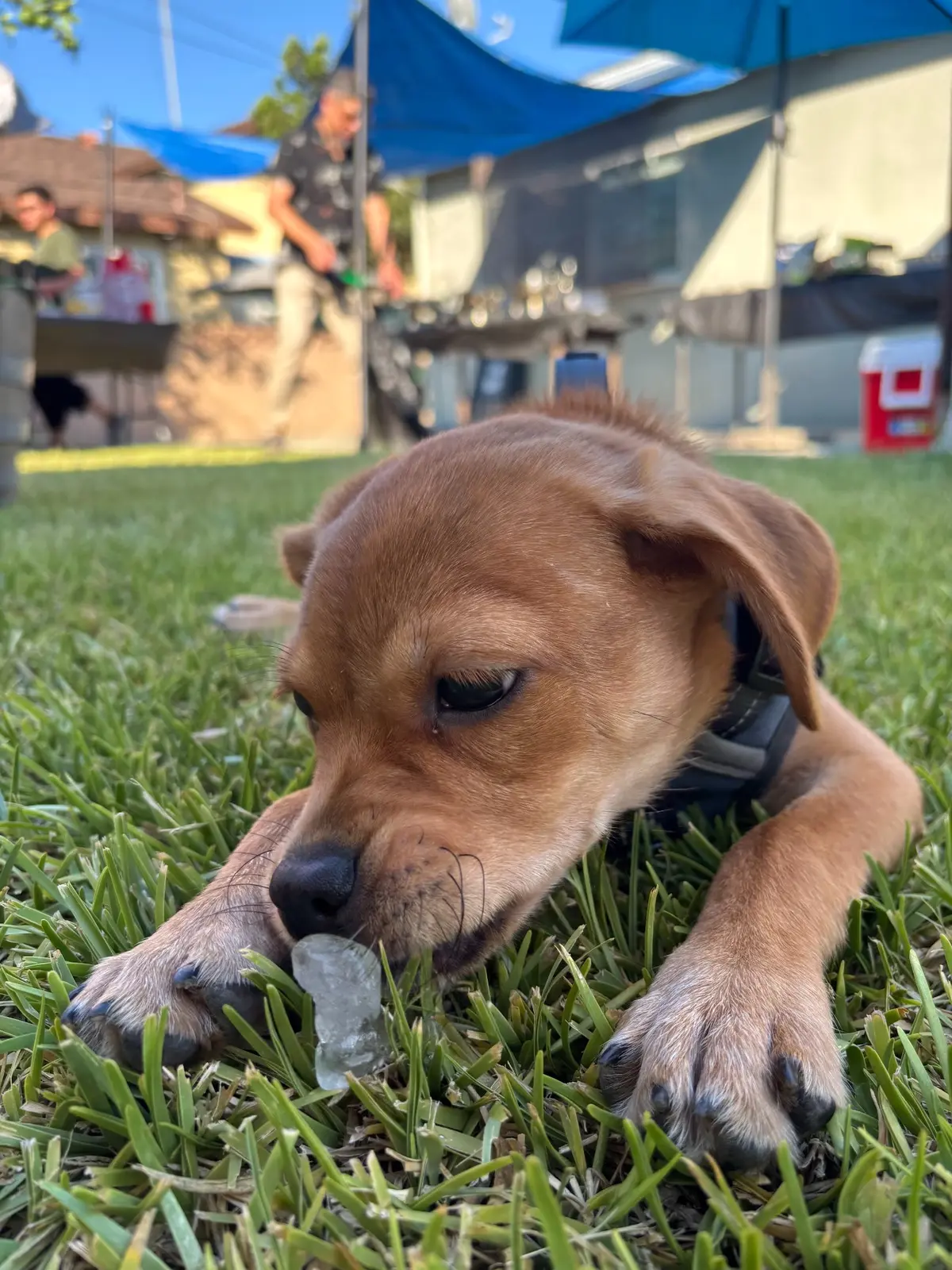 Maggie, a small brown dog, resting in the grass